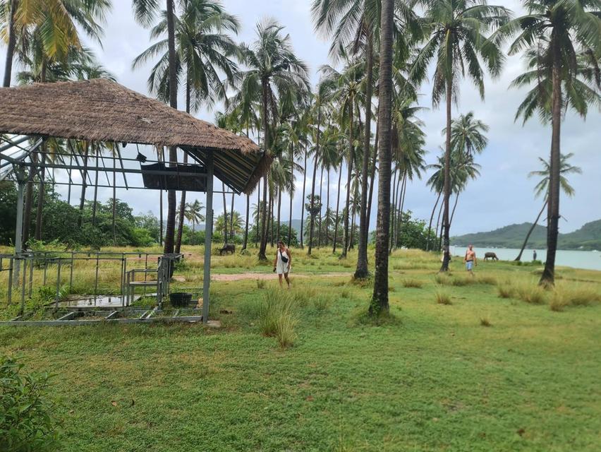 🏝️ ขายที่ดินติดทะเล ทำเลหายาก บนเกาะยาวใหญ่ จ.พังงา 6
