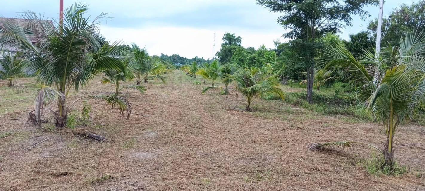 ขายที่ดินจังหวัดระยอง 3