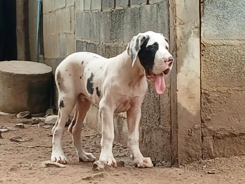 เกรทเดน Great dane for sale รูปที่ 9