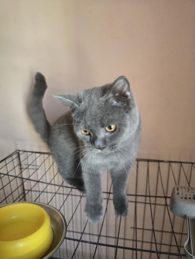 ลูกแมวบริติชช็อตแฮร์สายเลือดแชมป์