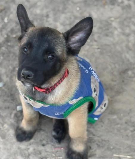 ลูกหมาน้อย Belgian Malinois เชื่องมาก 2