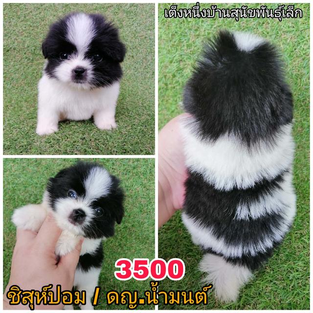 ชิสุห์ผสมปอม พุดเดิ้ล ชิวาว่า พร้อมย้าย 3