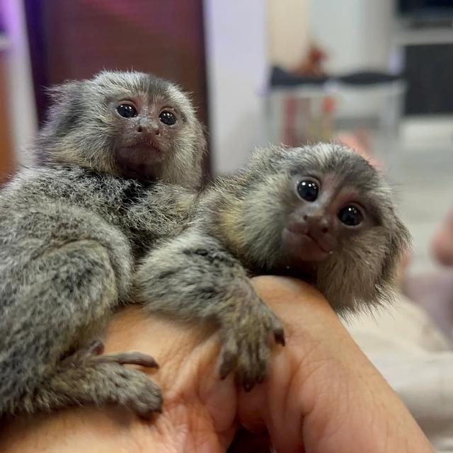 Marmoset Monkey for Adoption