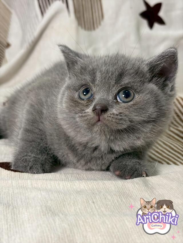 British shorthair WCF