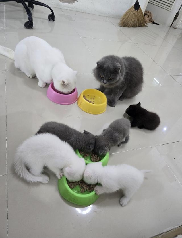 น้องแมว