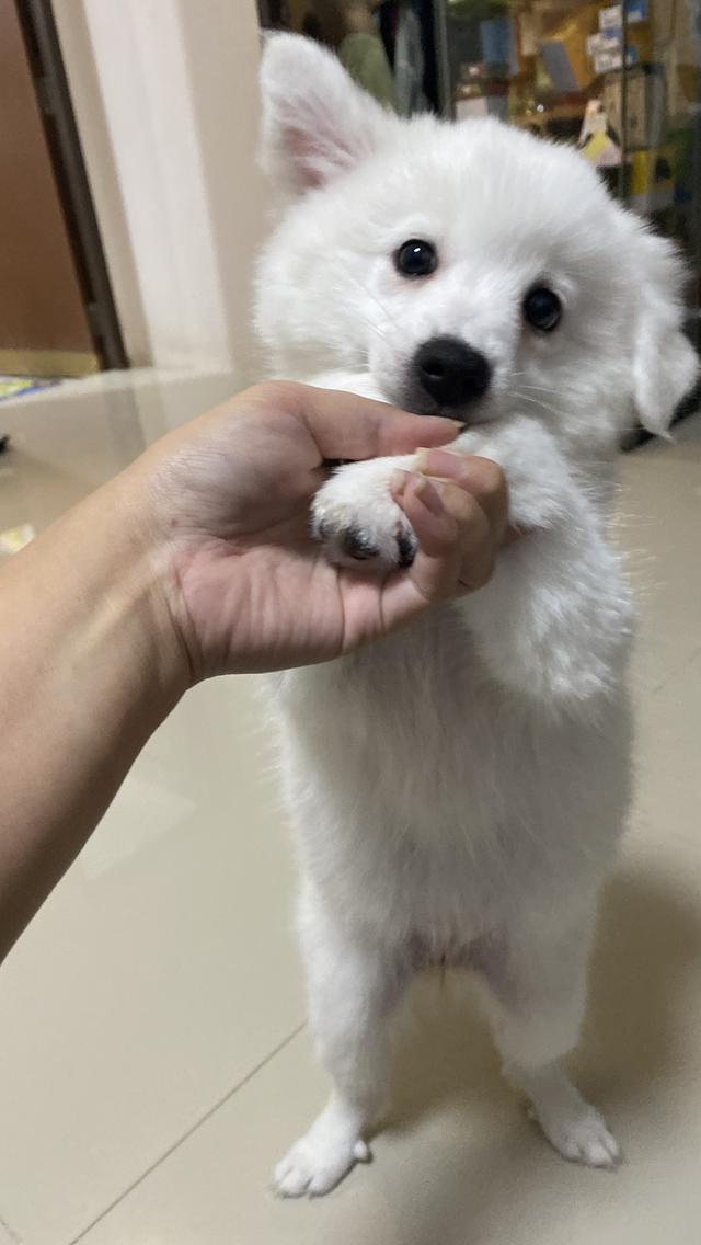 Japanese Spitz