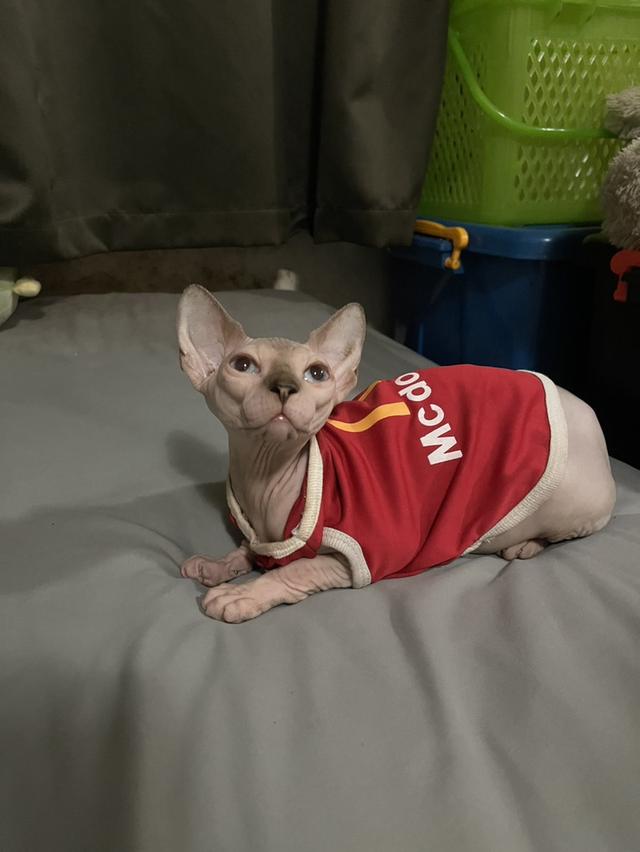 แมวสฟิงซ์เพศเมีย 5เดือน ฉีดวัคซีนแล้ว มาดูได้ที่ลาดกระบัง 8