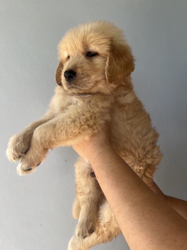 ลูกโกเด้นรีทรีพเวอร์