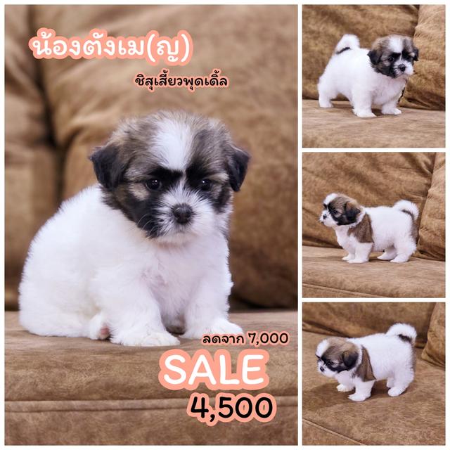 Chihuahua พร้อมย้ายบ้านจ้า