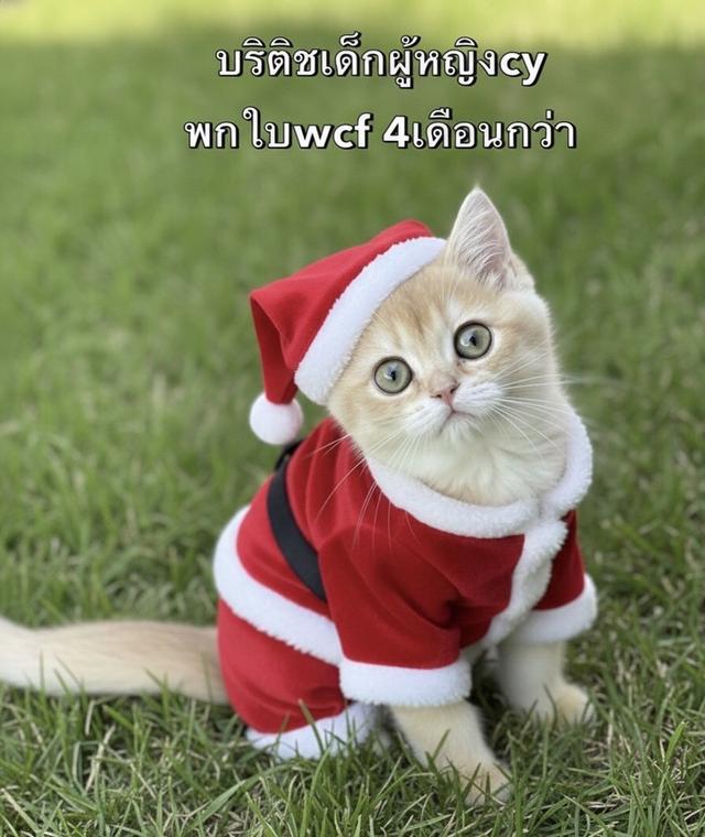 แมวบริติชเด็กผู้หญิง