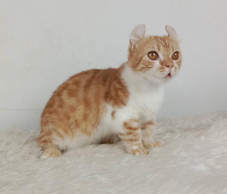 4.แมวมันช์กิ้น/เพศผู้ หาบ้าน Munchkin Cat/Male looking for a new home 3