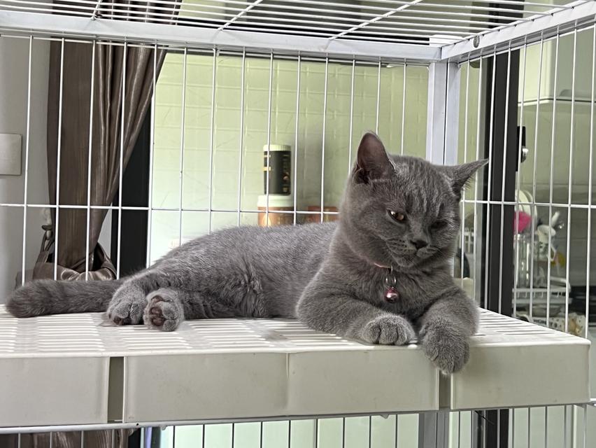 ลูกแมว บริติช ช็อตแฮร์ ใบเพ็ดนอกWCF(British Shorthair) 7