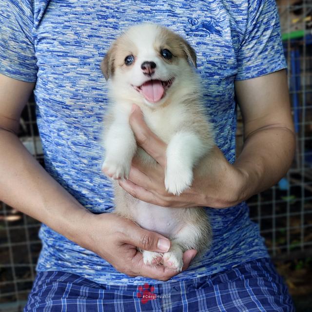ลูกสุนัขคอร์กี้ สองสีเพศเมีย