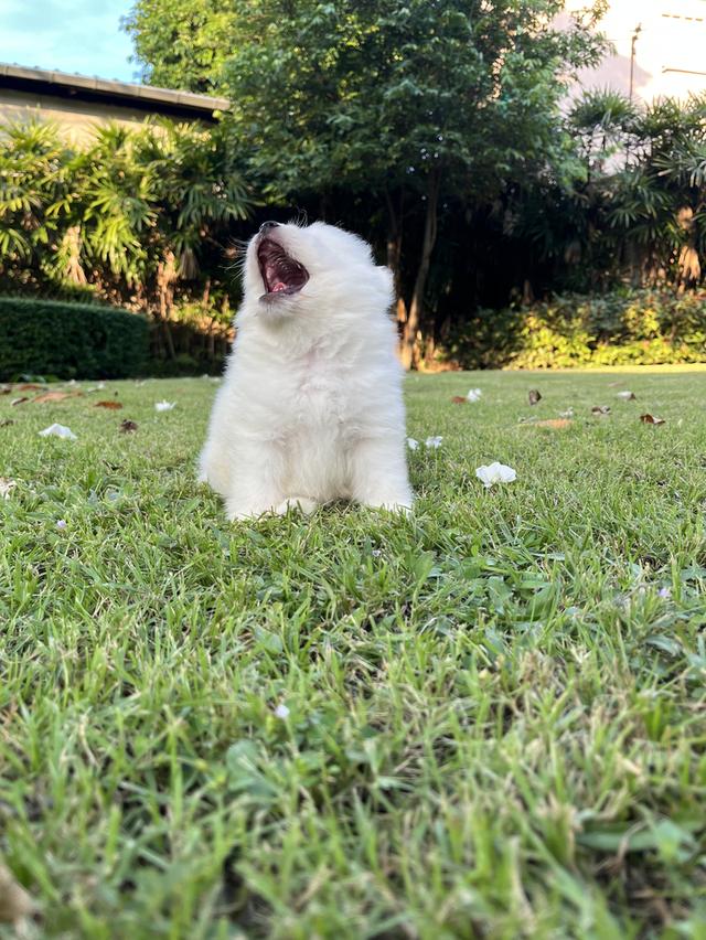 Japanese Spitz (สุนัขพันธุ์สปิตซ์ญี่ปุ่น) 19