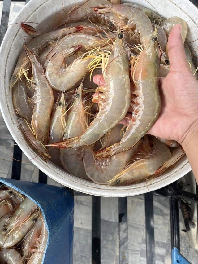 กุ้งแชบ๊วยตัวอวบๆ ราคาดีมาก 2