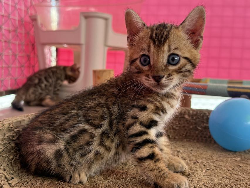 Bengal cat แมวเบงกอล