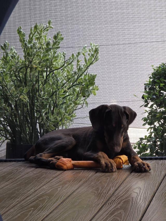 ลูกหมา Doberman Pure Bred Champion Line เพศเมีย สีแดง มี 3 ตัว มี Pedigree/Certificate ตัดหางแล้ว รูปย่อยที่ 4