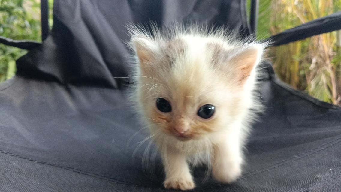 สก๊อตติสเพศผู้เพศเมีย 8