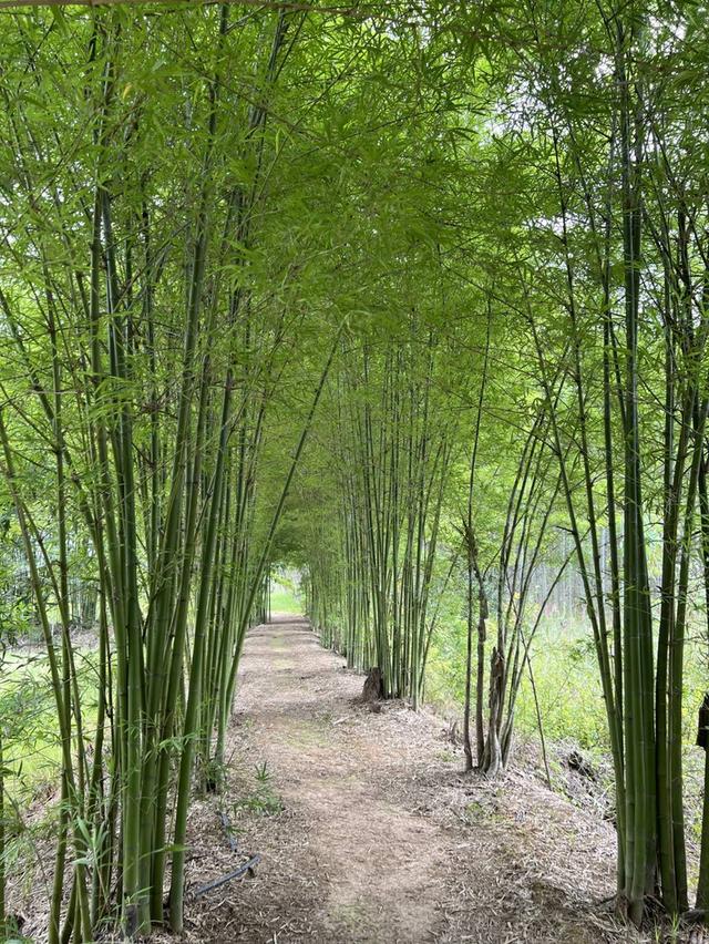 ที​่​ดินพร้อมสวนและบ้านวิวเขาใหญ่ 6