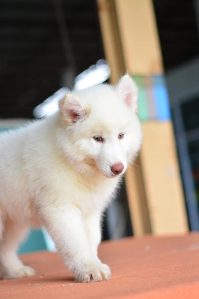 ลูกไซบีเรียน เพศ ผู้สีขาว มีใบเพ็ด