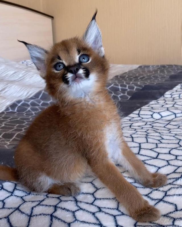 Caracal Kittens WhatsApp me : ( +63 985 762 7466 )