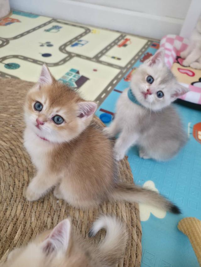 น้องแมวบริติช ช็อตแฮร์ รูปที่ 10