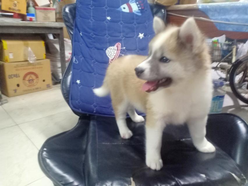 ลูกหมาบางแก้ว เพศเมีย