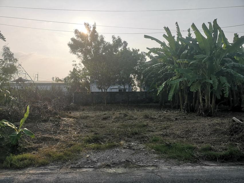 ที่ดินเปล่าถมแล้ว 50 ตารางวา 6