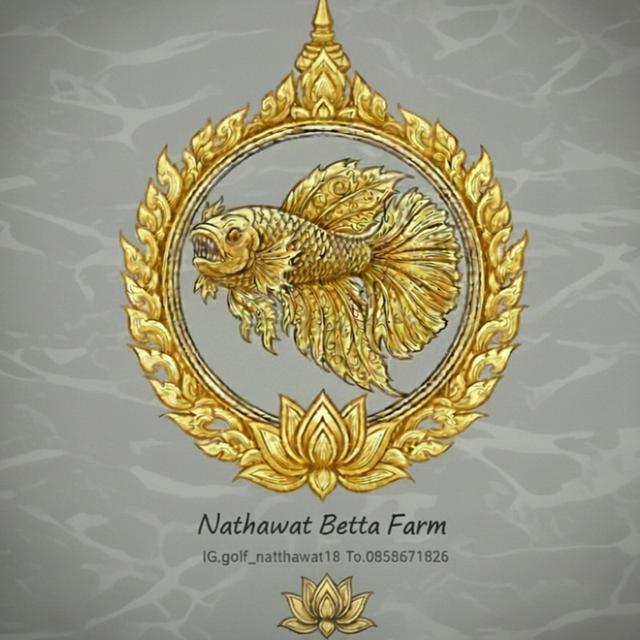 ปลากัดและปลากัดสวยงาม ปลีก-ส่ง รับได้ที่หน้าฟาร์ม มีบริการจัดส่งทั่วไทย 4