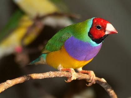 Gouldian Finch 3