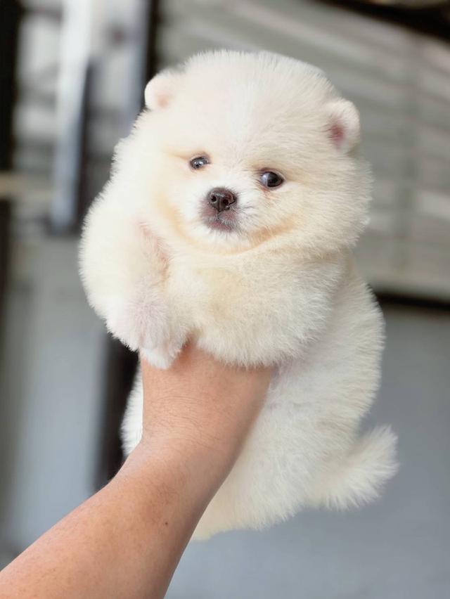 ปอมเมอเรเนียนเพศผู้ สีขาวครีม รูปที่ 6