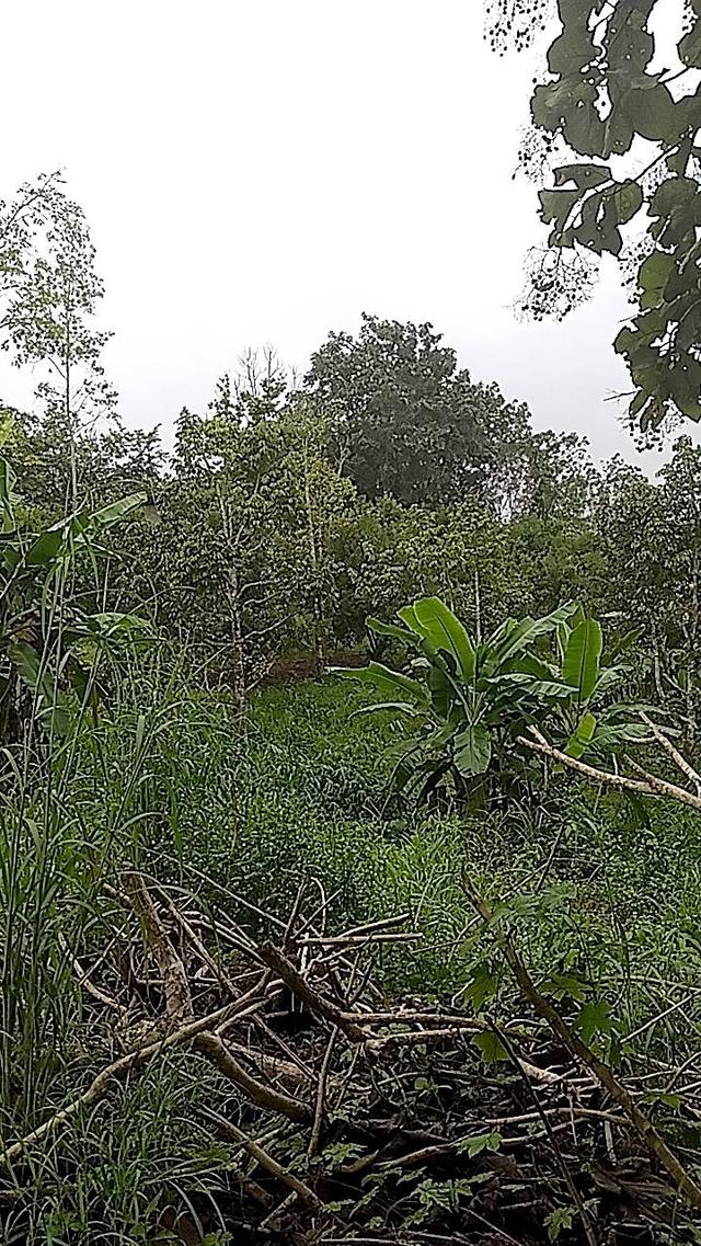 ที่ดินทองผาภูมิ 5