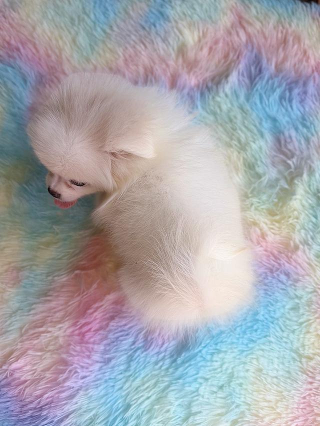 ปอมผสมชิวาวาสีครีม เพศเมีย พิกัดรามอินทรา 12