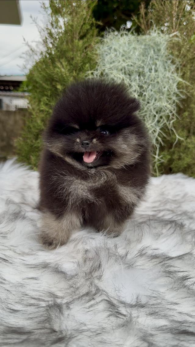 น้องปอมเมอเรเนียนเกรดคุณหนู