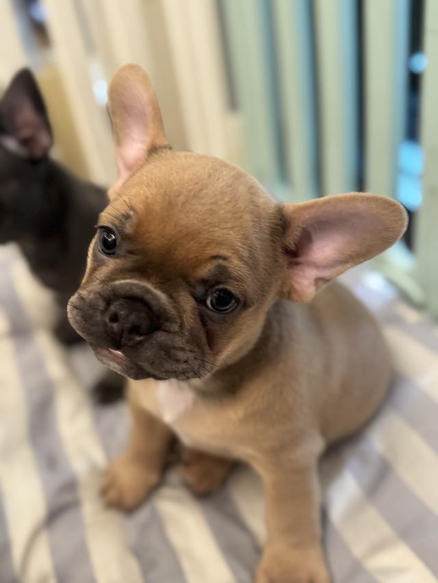 French Bulldog