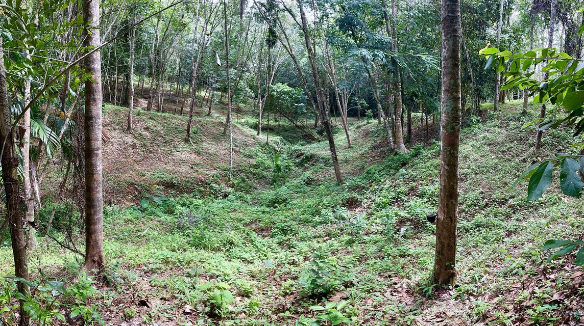 ขายสวนยาง 8 ไร่ 2 งาน70 ตารางวา คลองหรัง 7