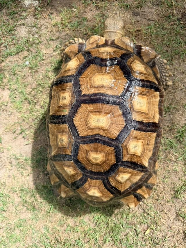Sulcata เต่าซูคาต้า 16“ 17” 18“