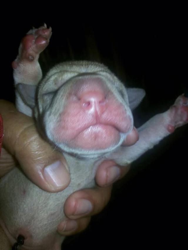 ลูกสุนัข Shar Pei หาผู้ปกครอง 3