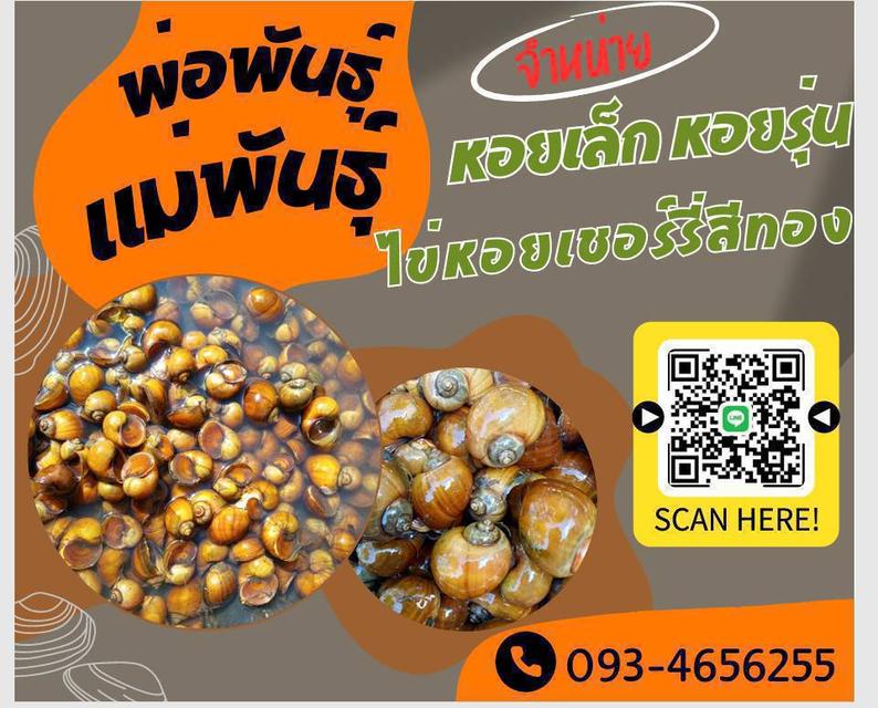 ไข่หอบเชอรี่สีทองมงคล รูปที่ 5