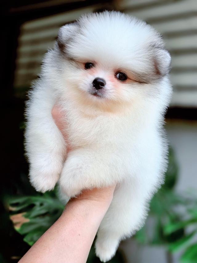 น้องวิลเลี่ยม ปอมหน้าหมีไซส์เล็กสีปาร์ตี้ฟอร์มสวยพร้อมย้ายบ้าน 7