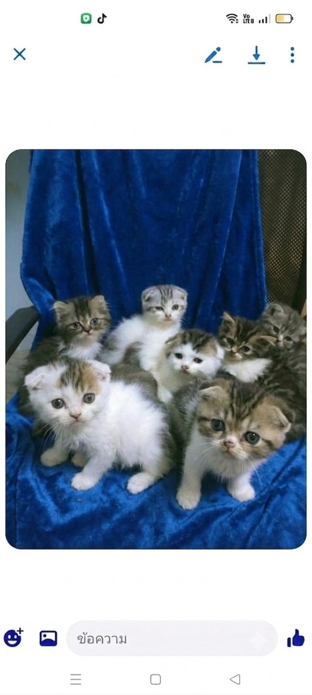 สก็อตติชแท้ชายหญิงลพบุรี