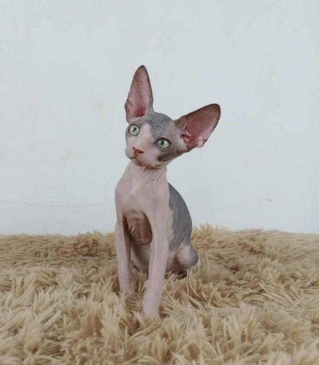 36.แมวสฟิงซ์/เพศผู้ Sphynx Cat/Male 8