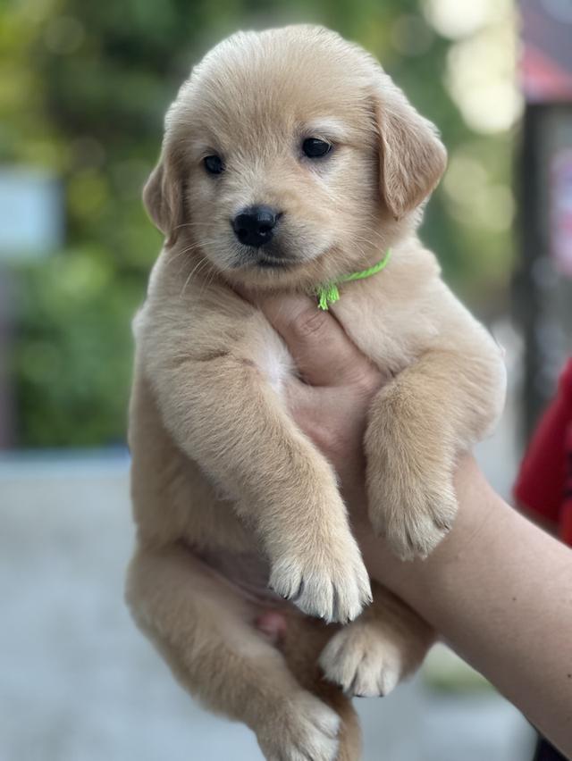 โกลเด้นรีทีฟเวอร์แท้ รูปที่ 3