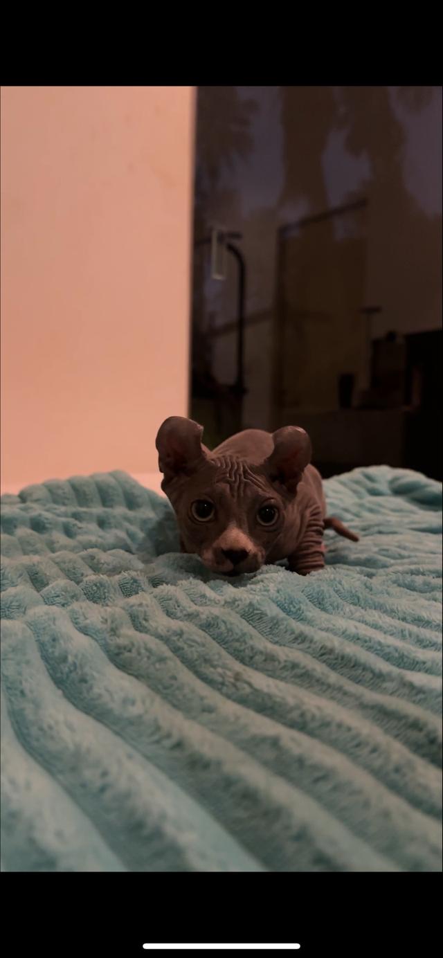 black elf sphynx kitten 3 months old รูปที่ 1