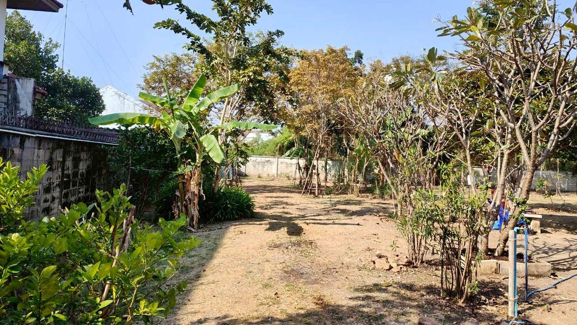 ขายที่ดินยกแปลงถมแล้ว 2-0-11 ไร่ กลางหมู่บ้านจราจรพัฒนา เขาแก่นจันทน์ ซอย 9 ใกล้ตลาดศรีเมือง พร้อมโฉนด ดอนตะโก ราชบุรี 6