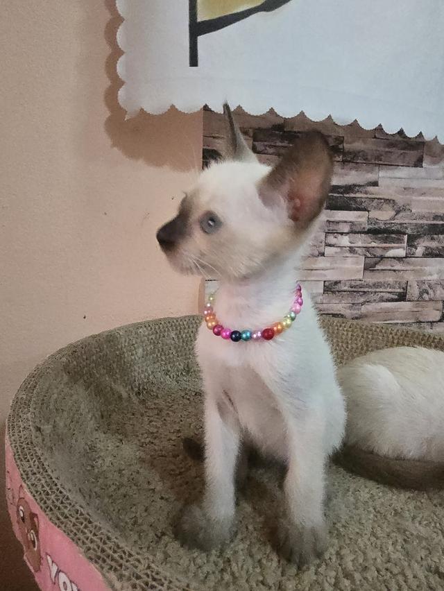 แมววิเชียรมาศพร้อมย้าย รูปย่อยที่ 4