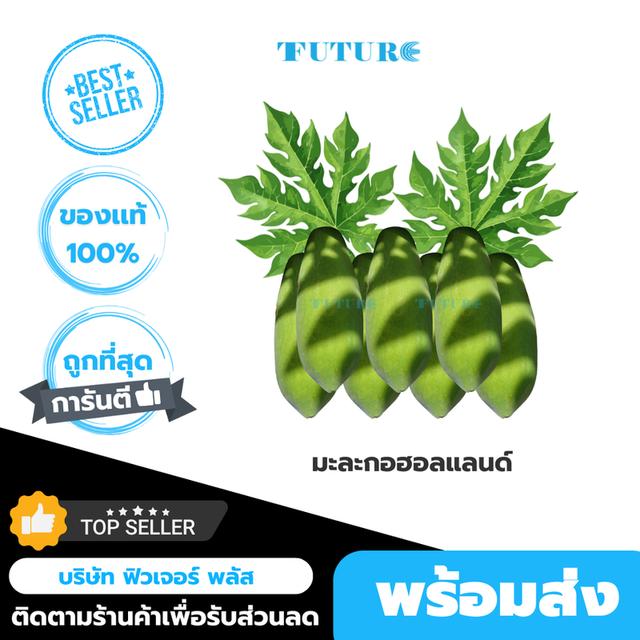 มะละกอฮอลแลนด์ผลสุก เนื้อแน่นๆ สีสวย (สดจากไร่สวนสุข เพชรบุรี) มะละกอหวานหอมอร่อย