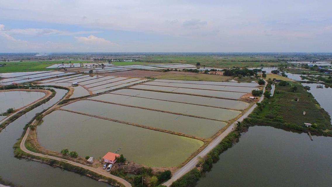 ขายที่ดิน 23ไร่1งาน ทำเลสวยติดบึงสาธารณะขนาดใหญ่ เงียบสงบเป็นส่วนตัว มีน้ำใช้ตลอดทั้งปีน้ำสะอาดไหลเวียนตลอด มีคลองล้อมรอบ 1