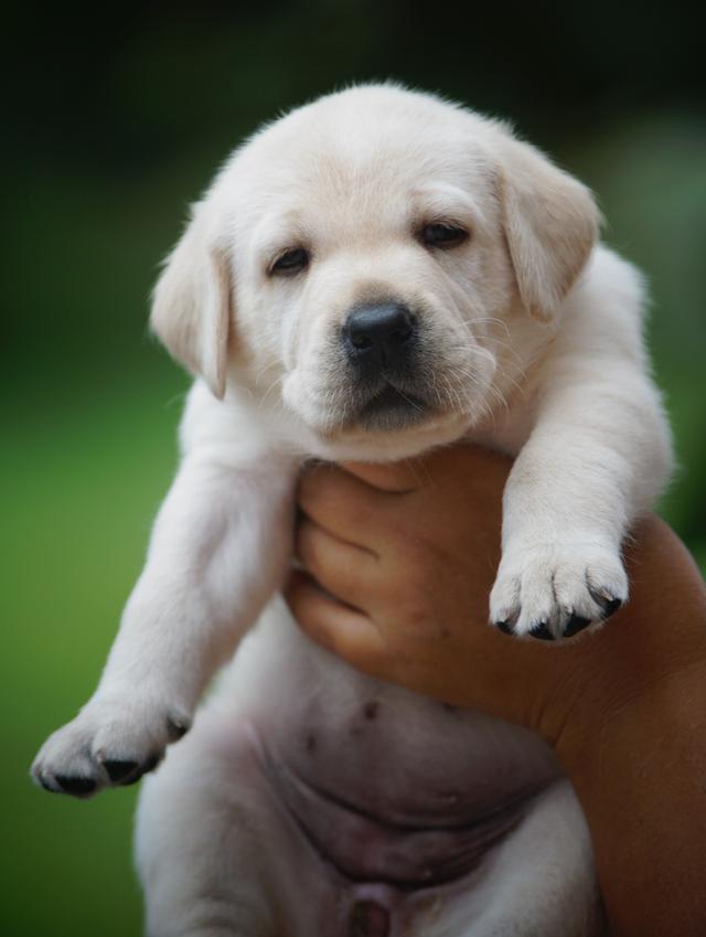 ลูกสุนัข ลาบราดอร์รีทรีฟเวอร์