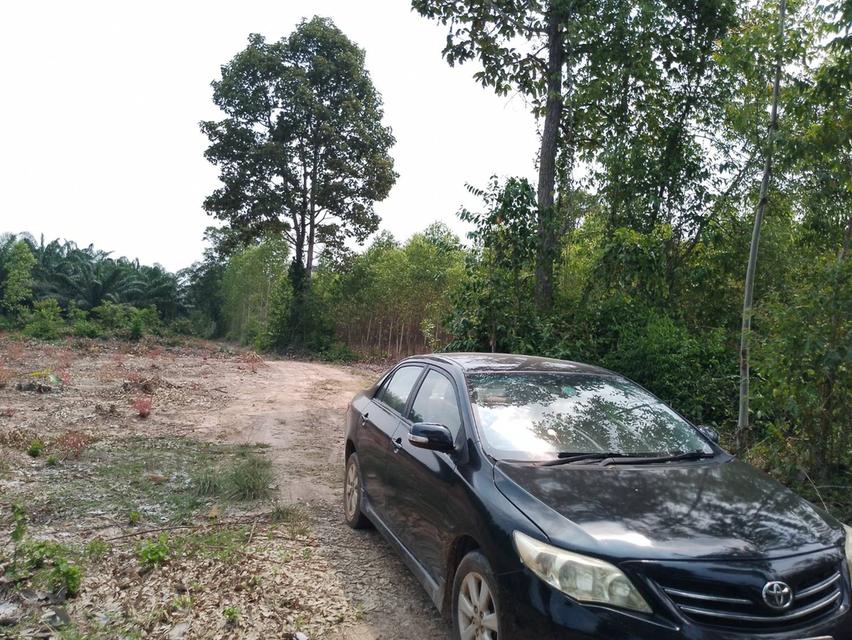 ขายที่ดินอำเภอเมืองสระแก้ว โฉนดครุฑแดง โทร0819103745 ราคาถูก  4